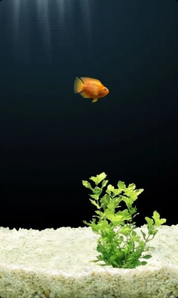 iQuarium2025�ٷ�����2025